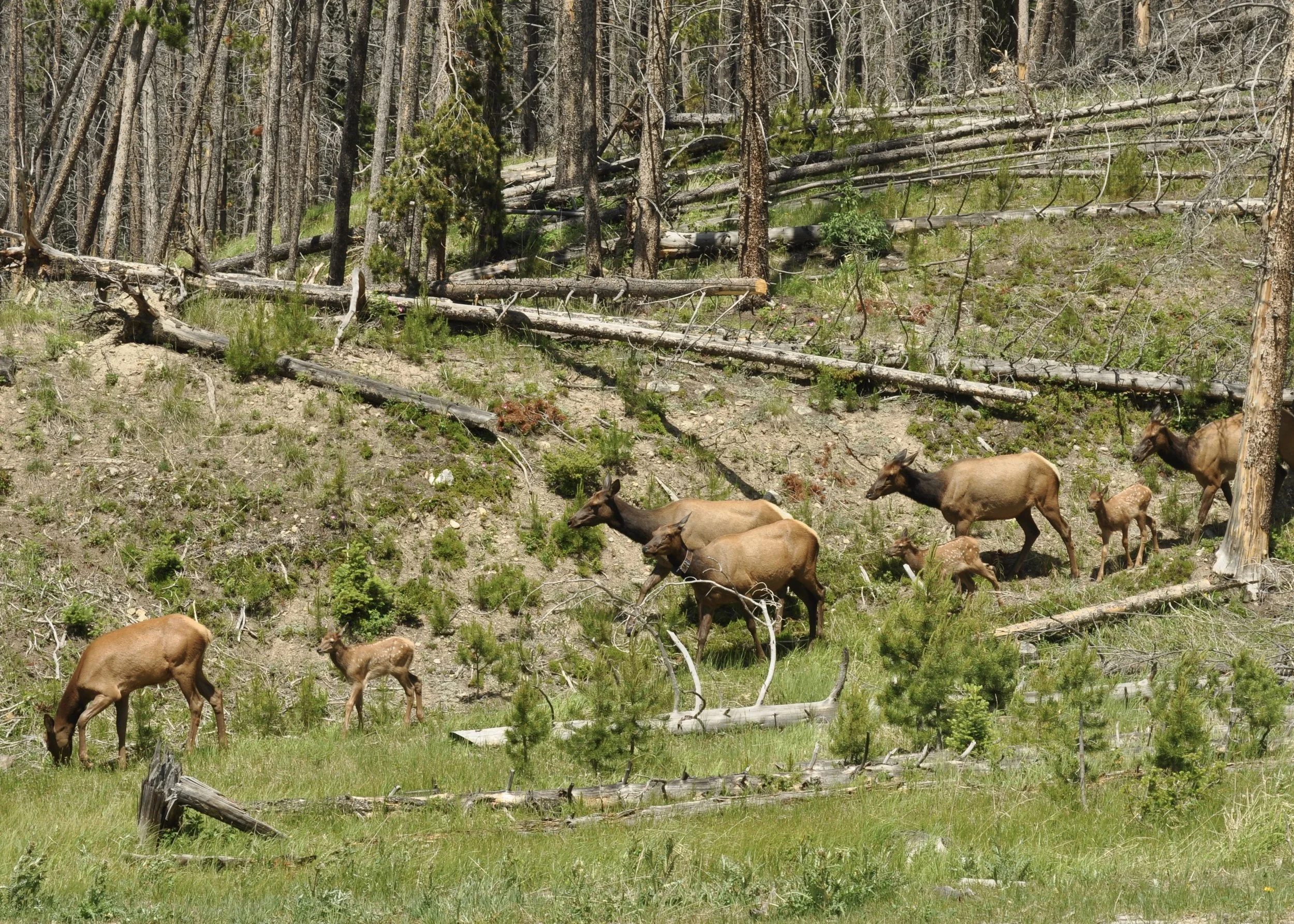 0616 03 Mule Deer 3.jpg