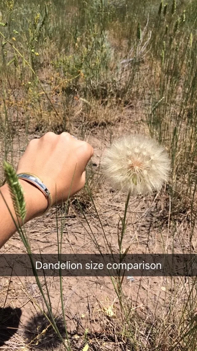 0616 04 Dandelion.jpg