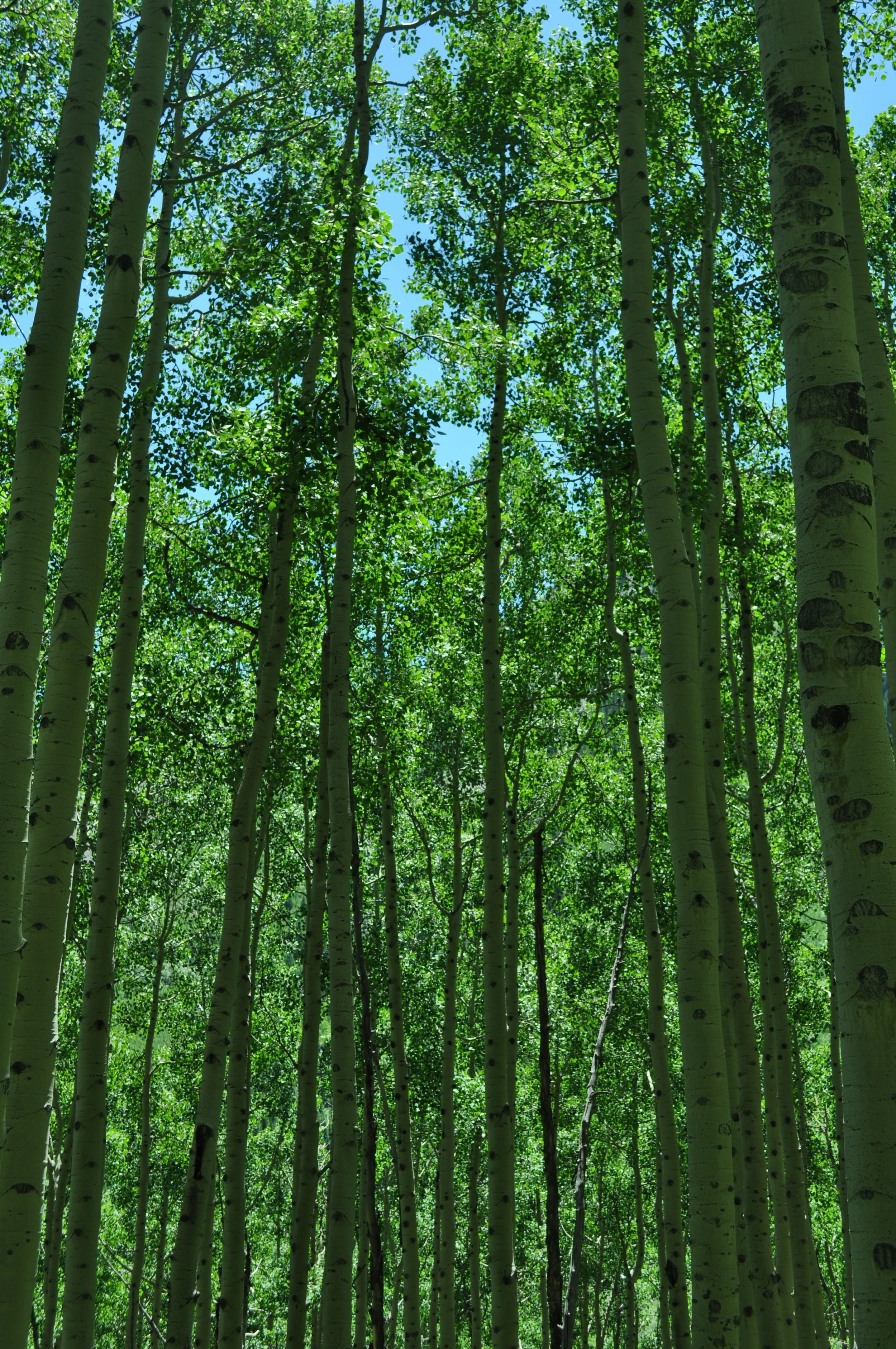 0616 05 Aspens 2.jpg