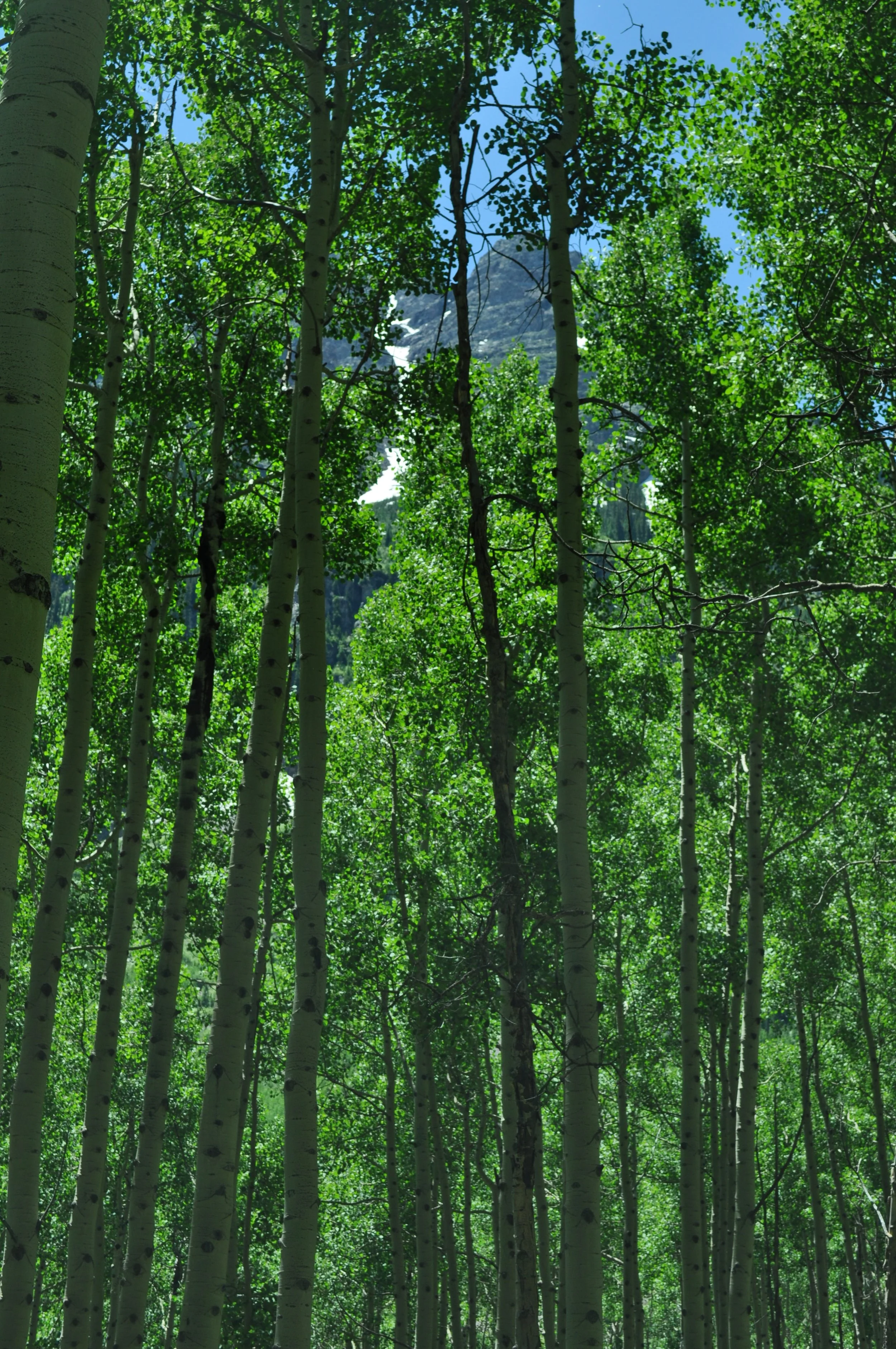 0616 05 Aspens 3.jpg