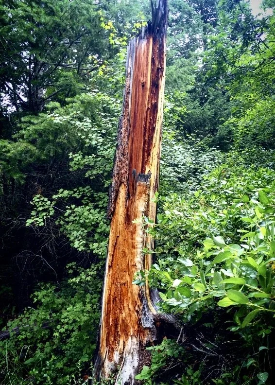 0616 09 Grizzly Creek Tree.jpg