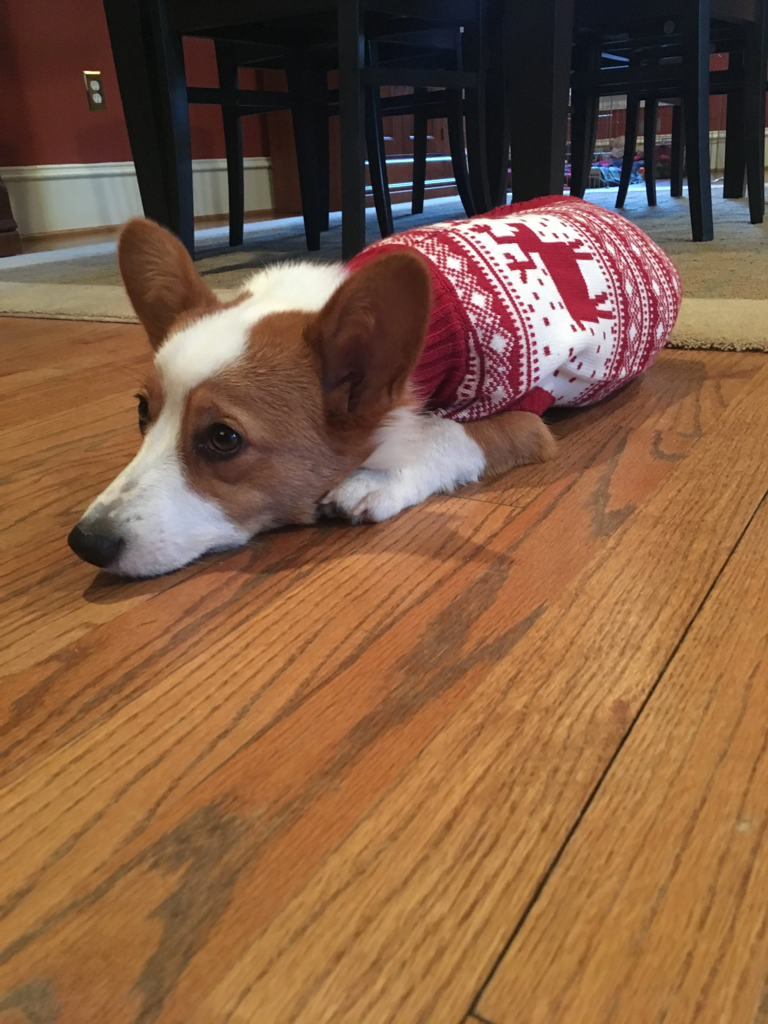 1118 Lizzy Lucie Sweaters 1.jpg