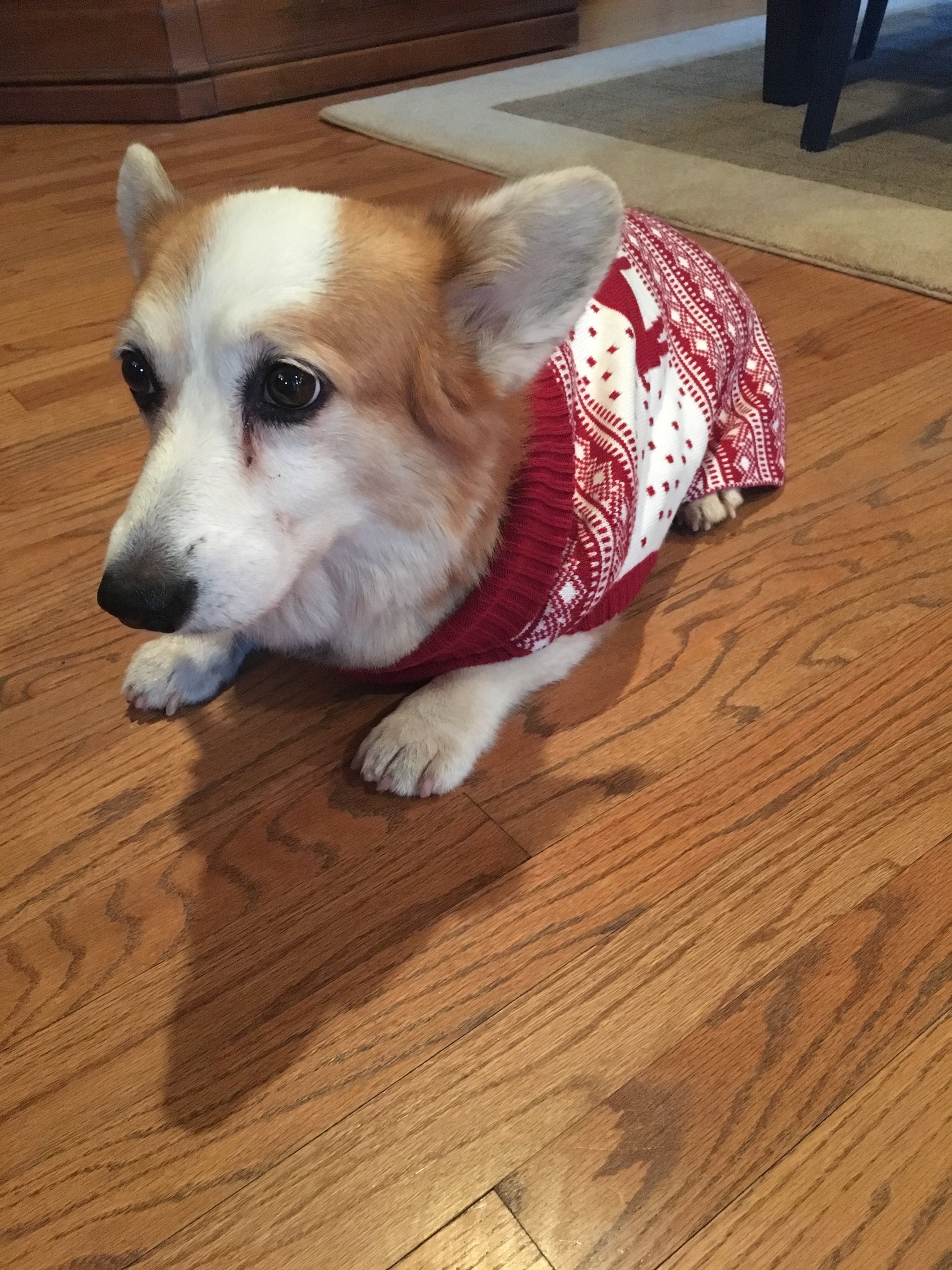 1118 Lizzy Lucie Sweaters 2.jpg