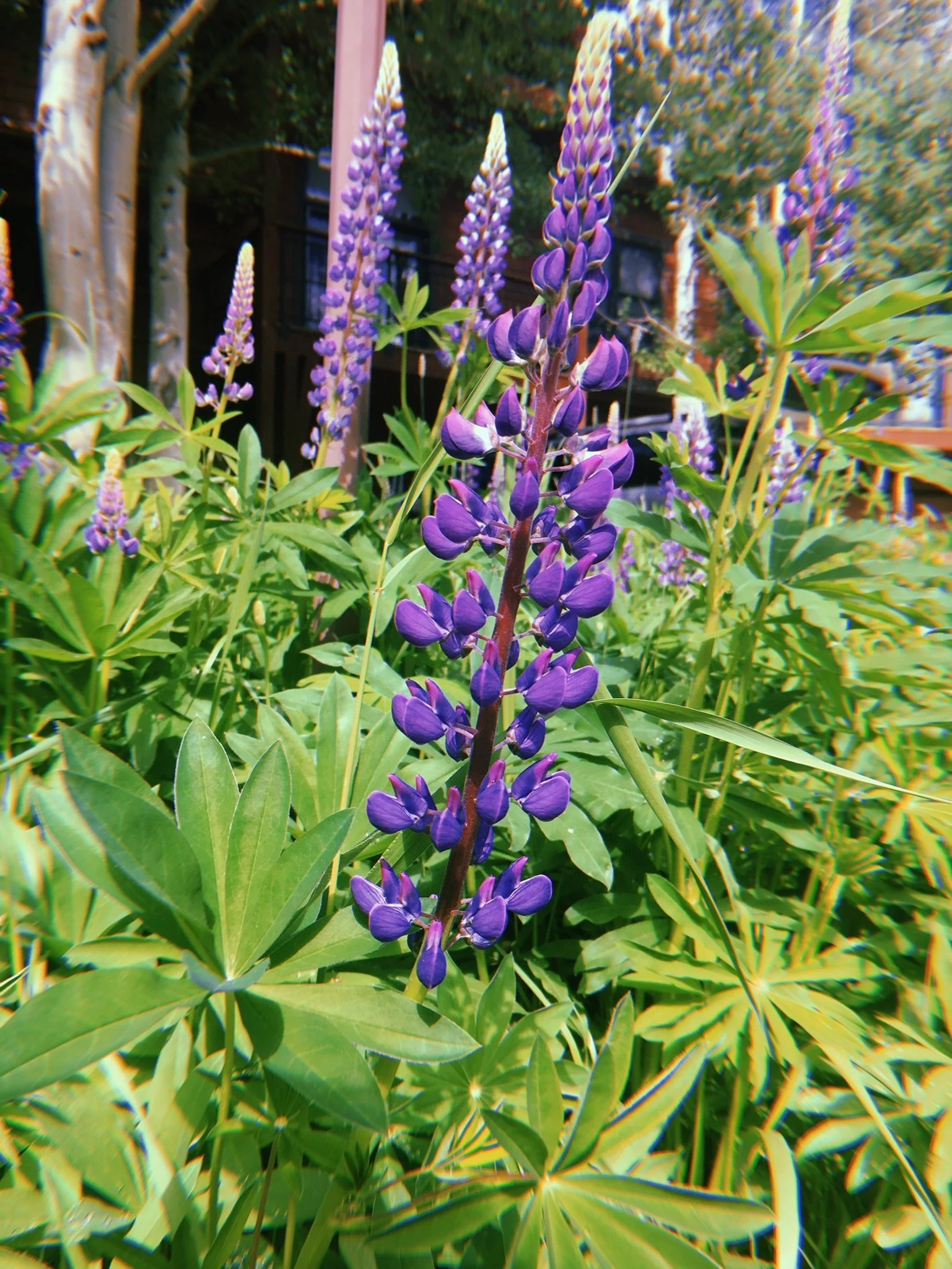 062318 WY Flowers.jpg