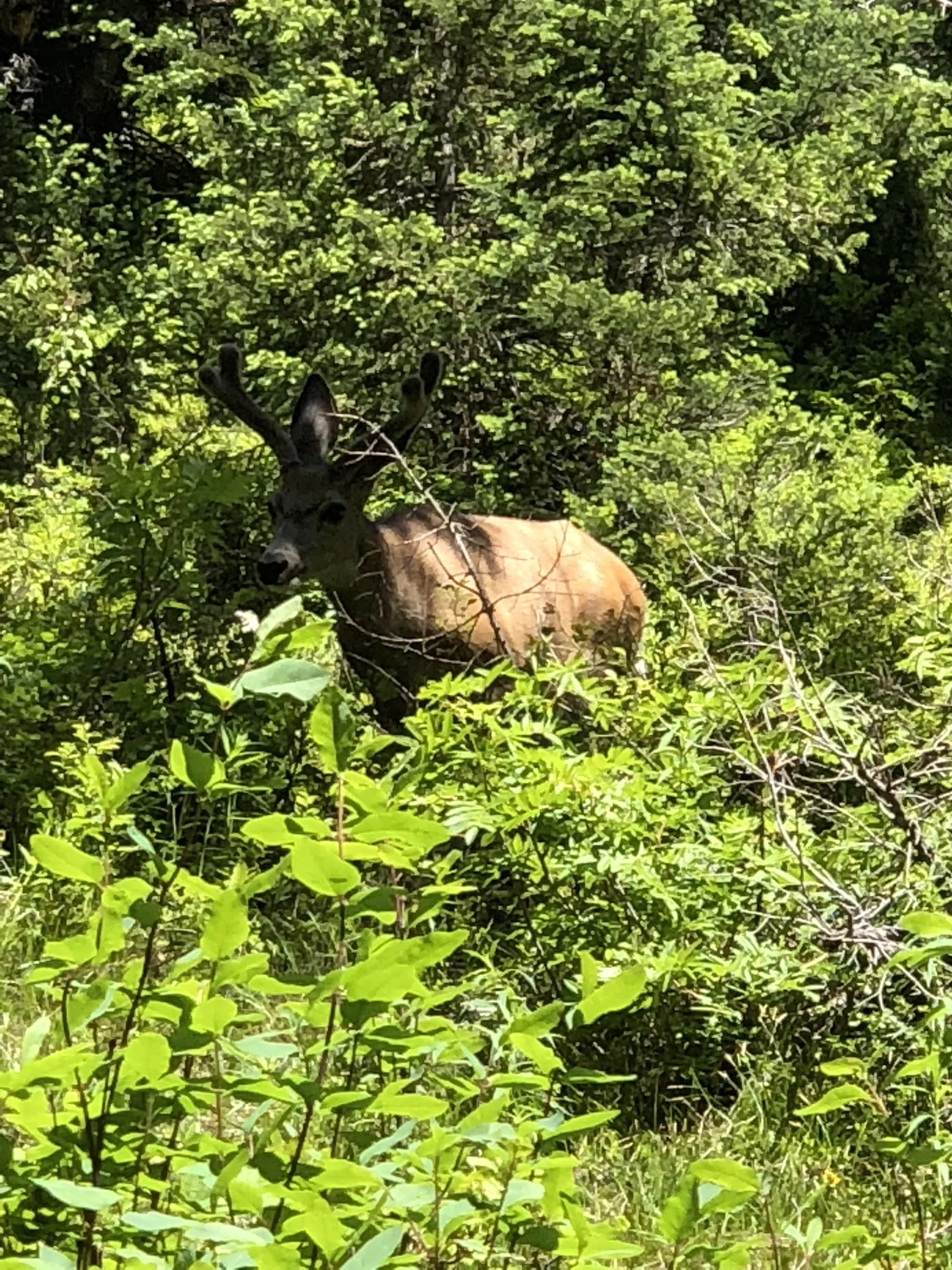 062418 WY Cascade Canyon Mule Deer.jpg
