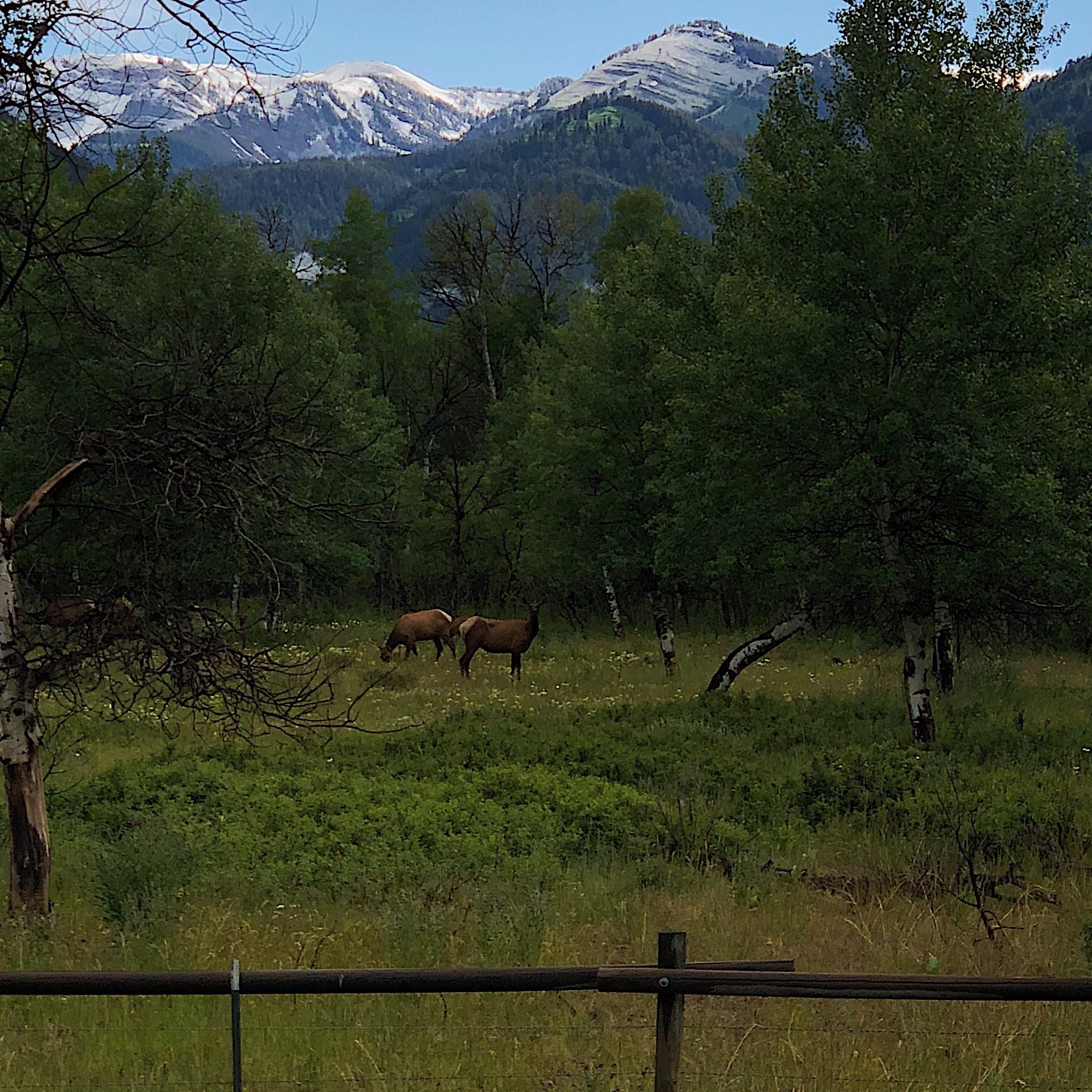 062418 WY Elk Tetons.jpg