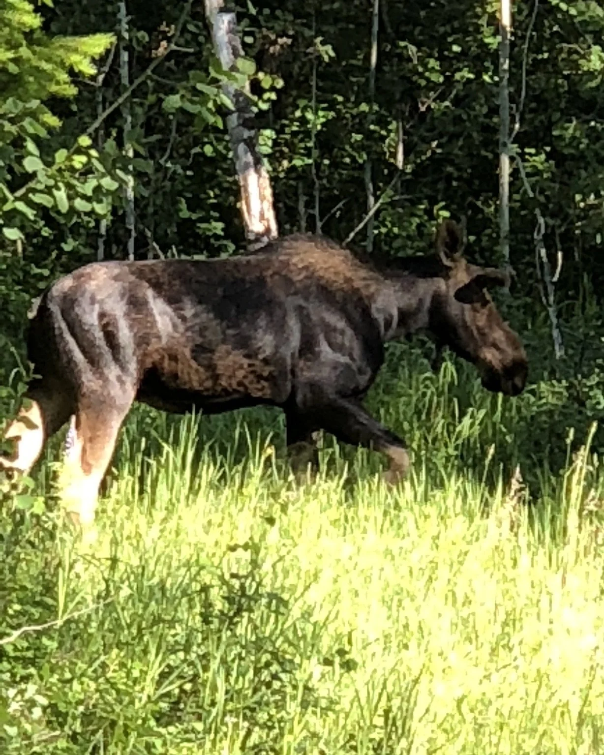062418 WY Moose 2.jpg