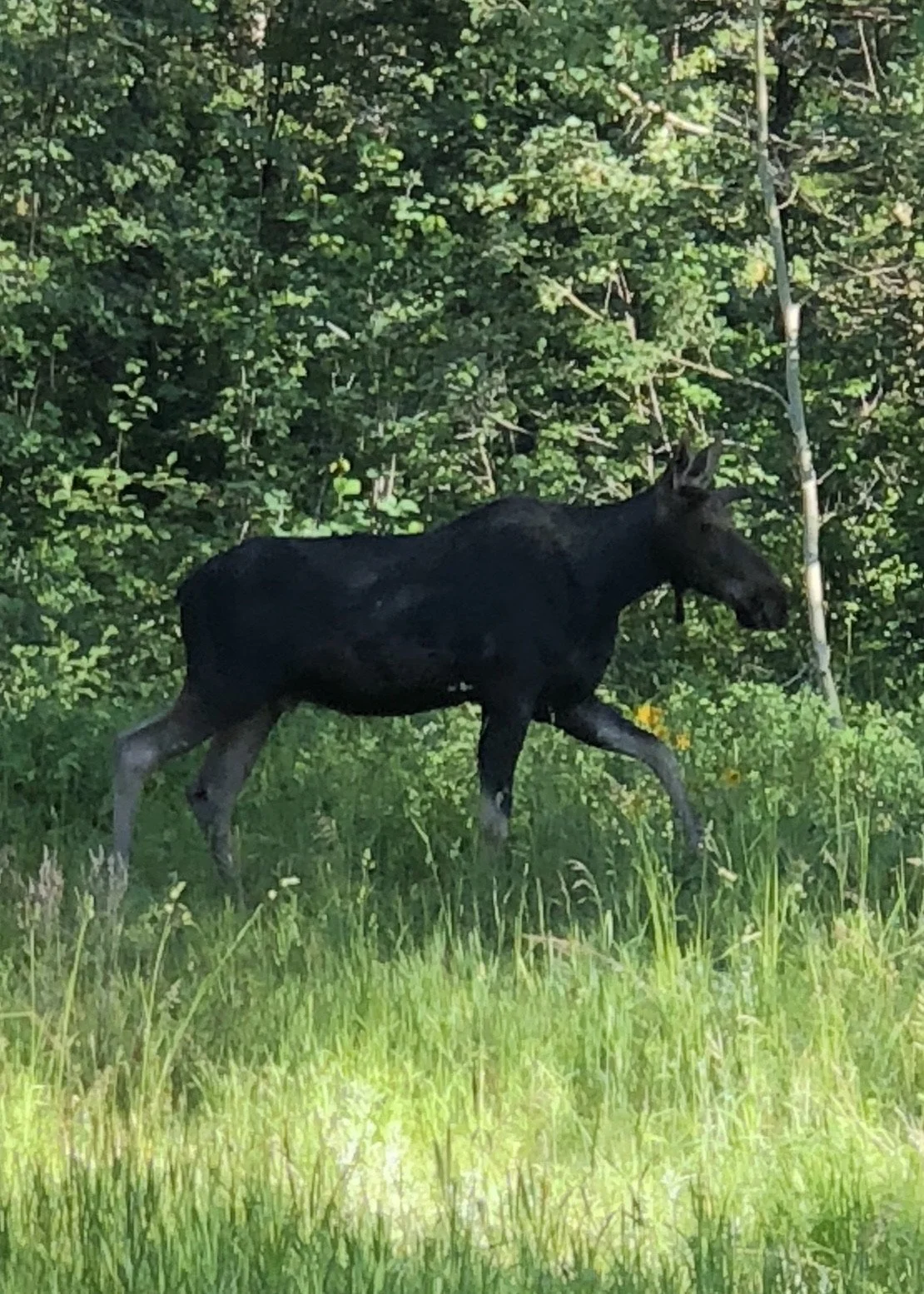 062418 WY Moose 3.jpg