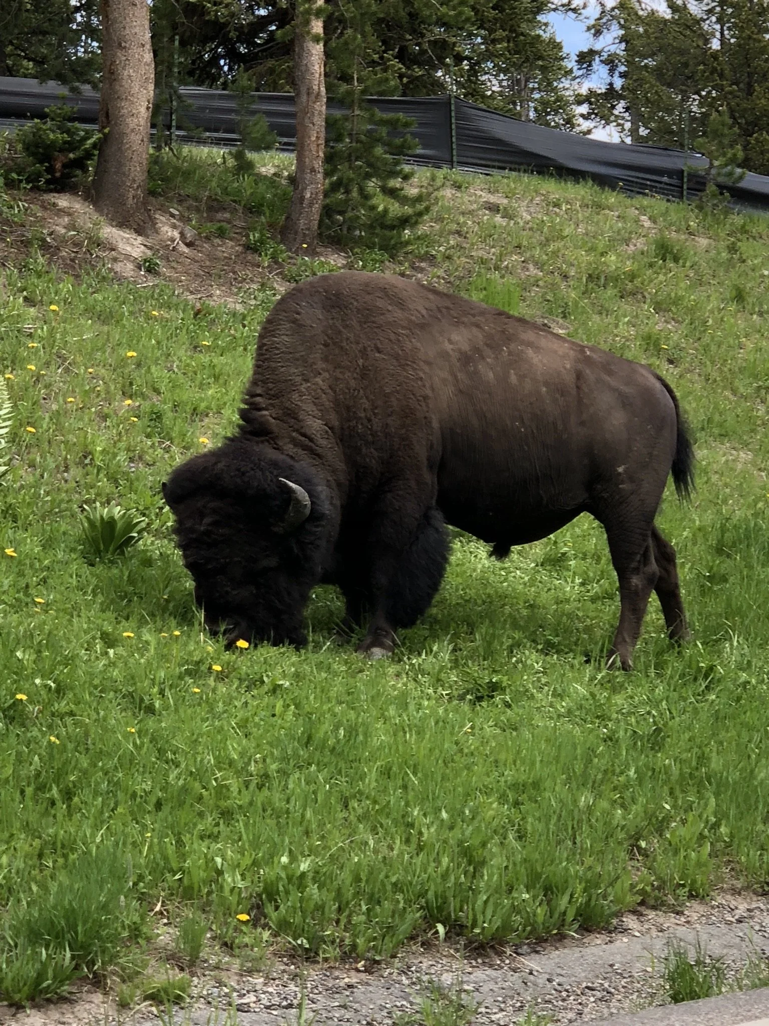 062618 WY Bison 1.jpg