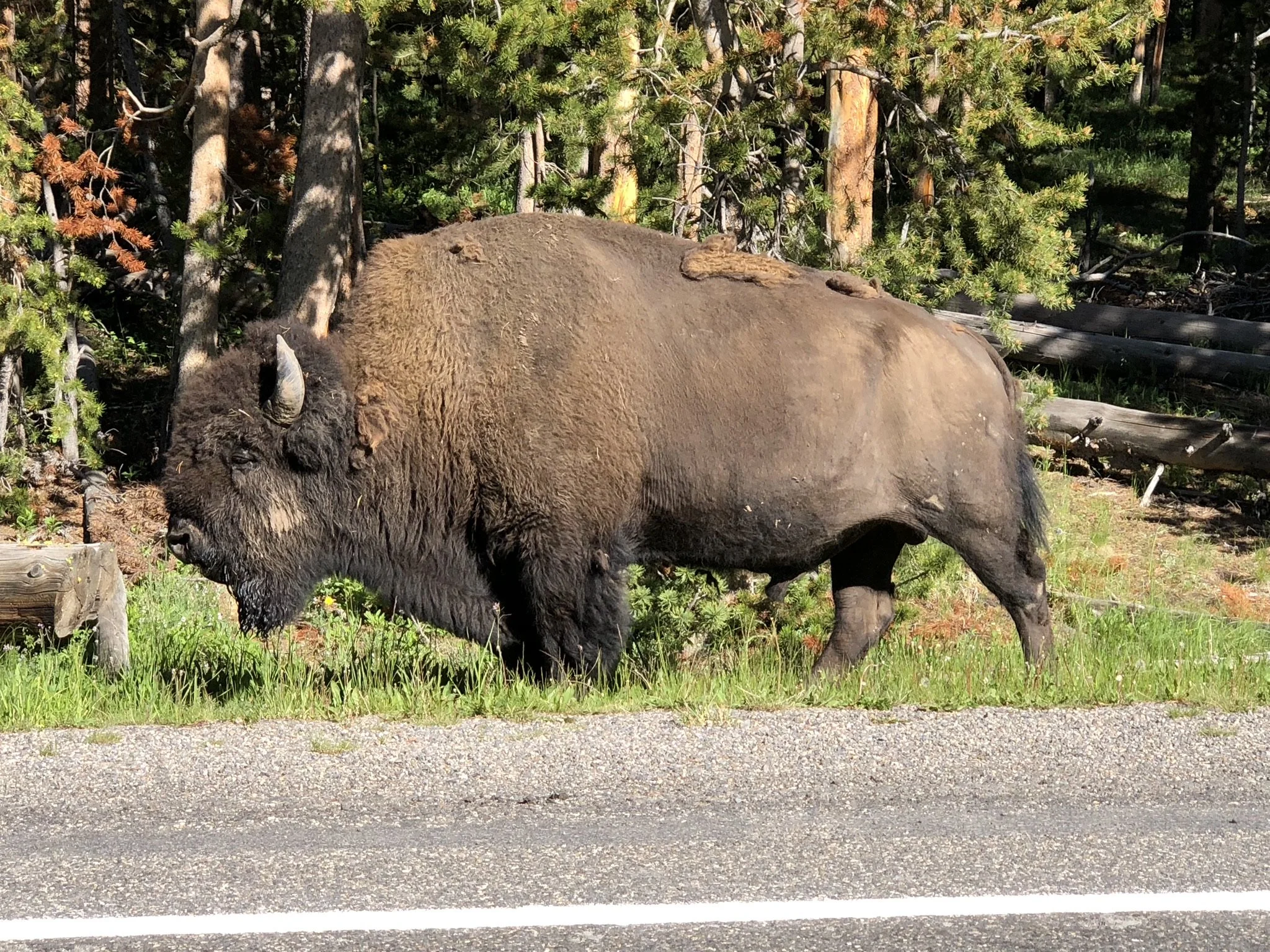 062618 WY Bison 2.jpg
