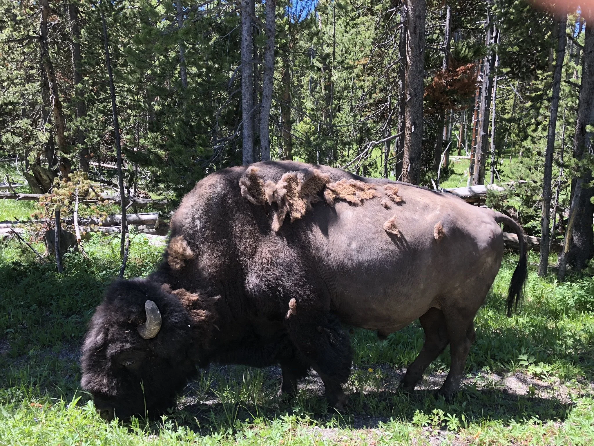 062718 WY Bison 3.jpg