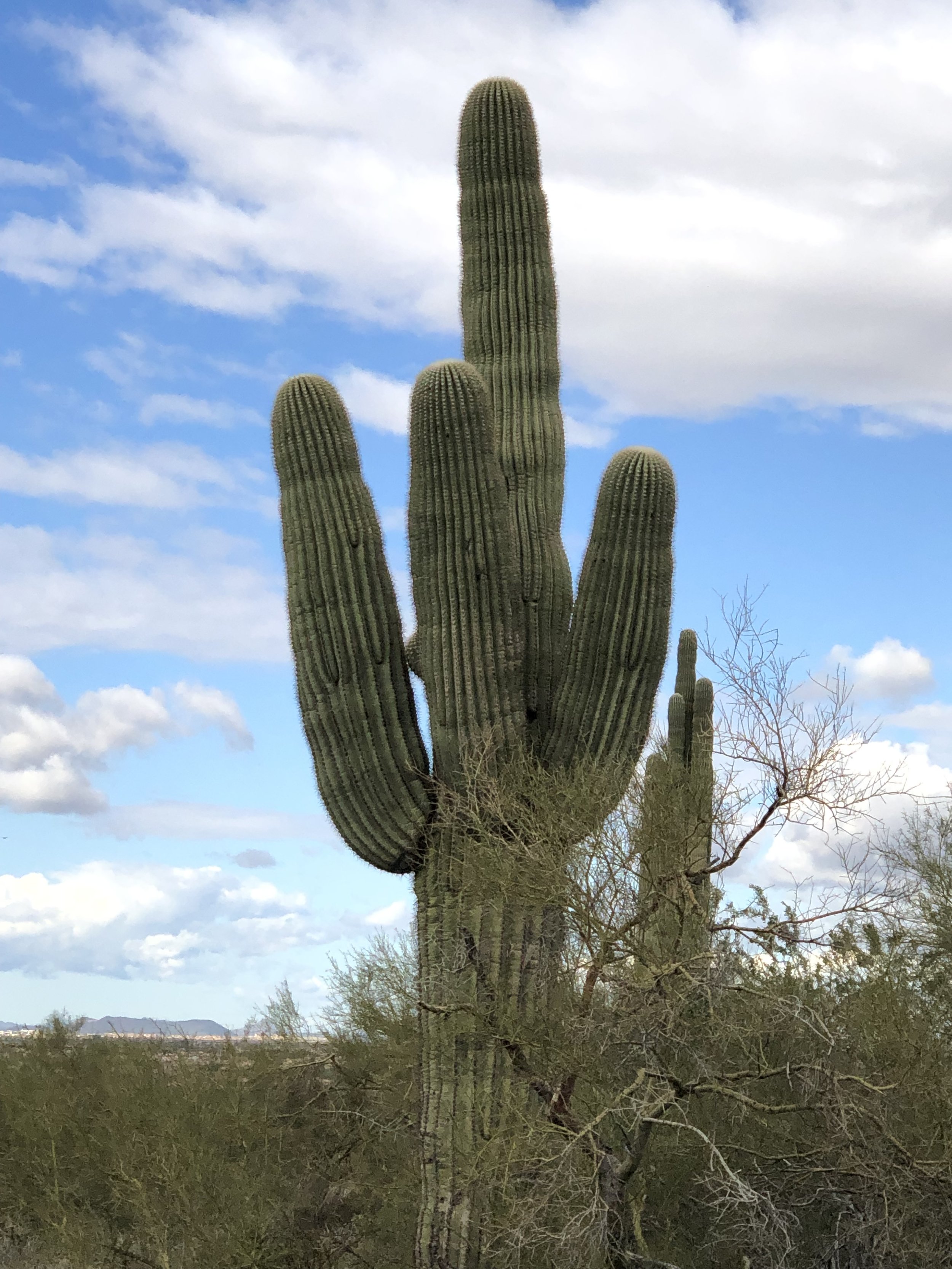 0219 AZ Cactus 2.jpg
