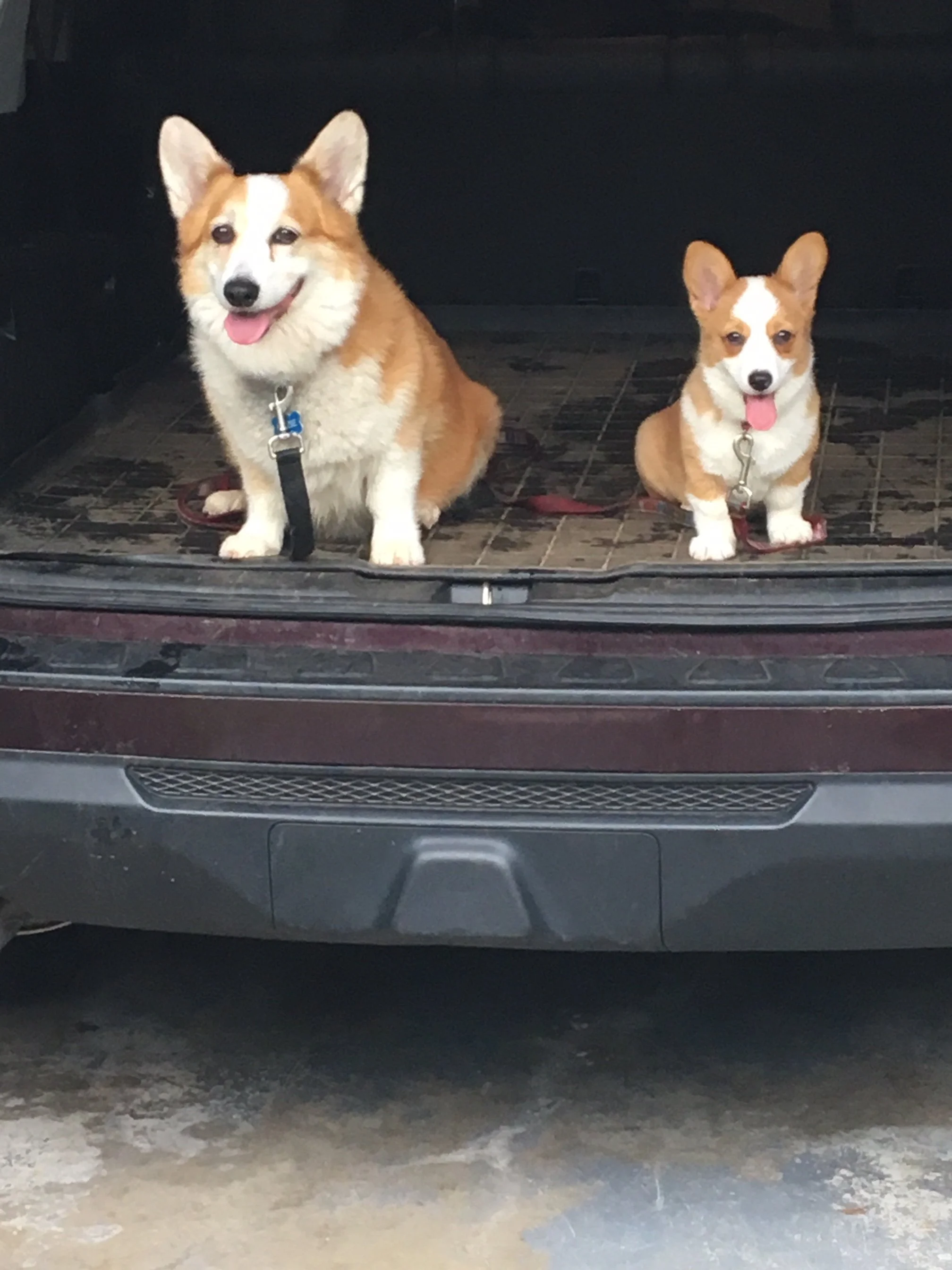 0619 Lizzie Lucie 1.jpg