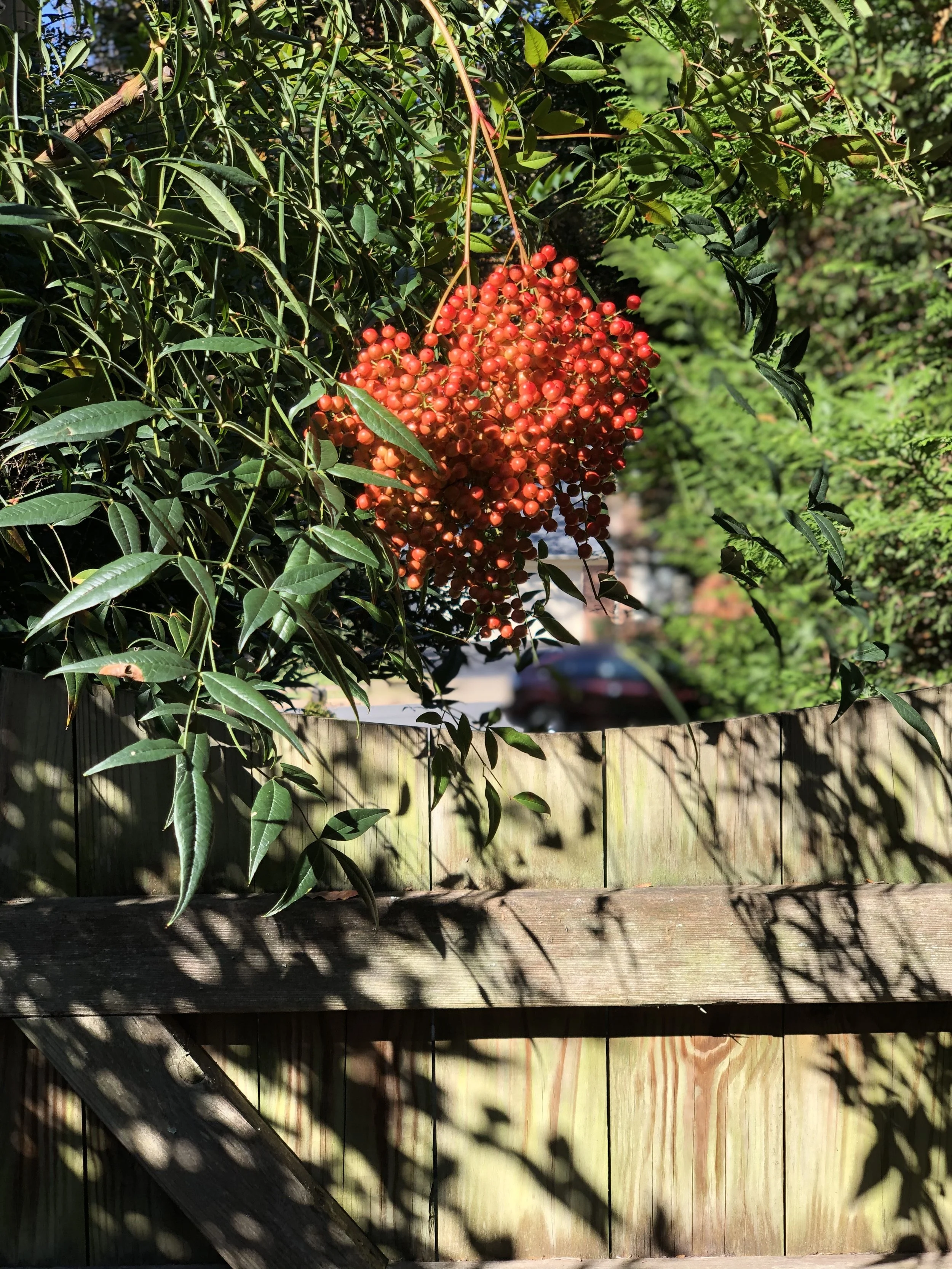 1019 Berries by Gate.jpg