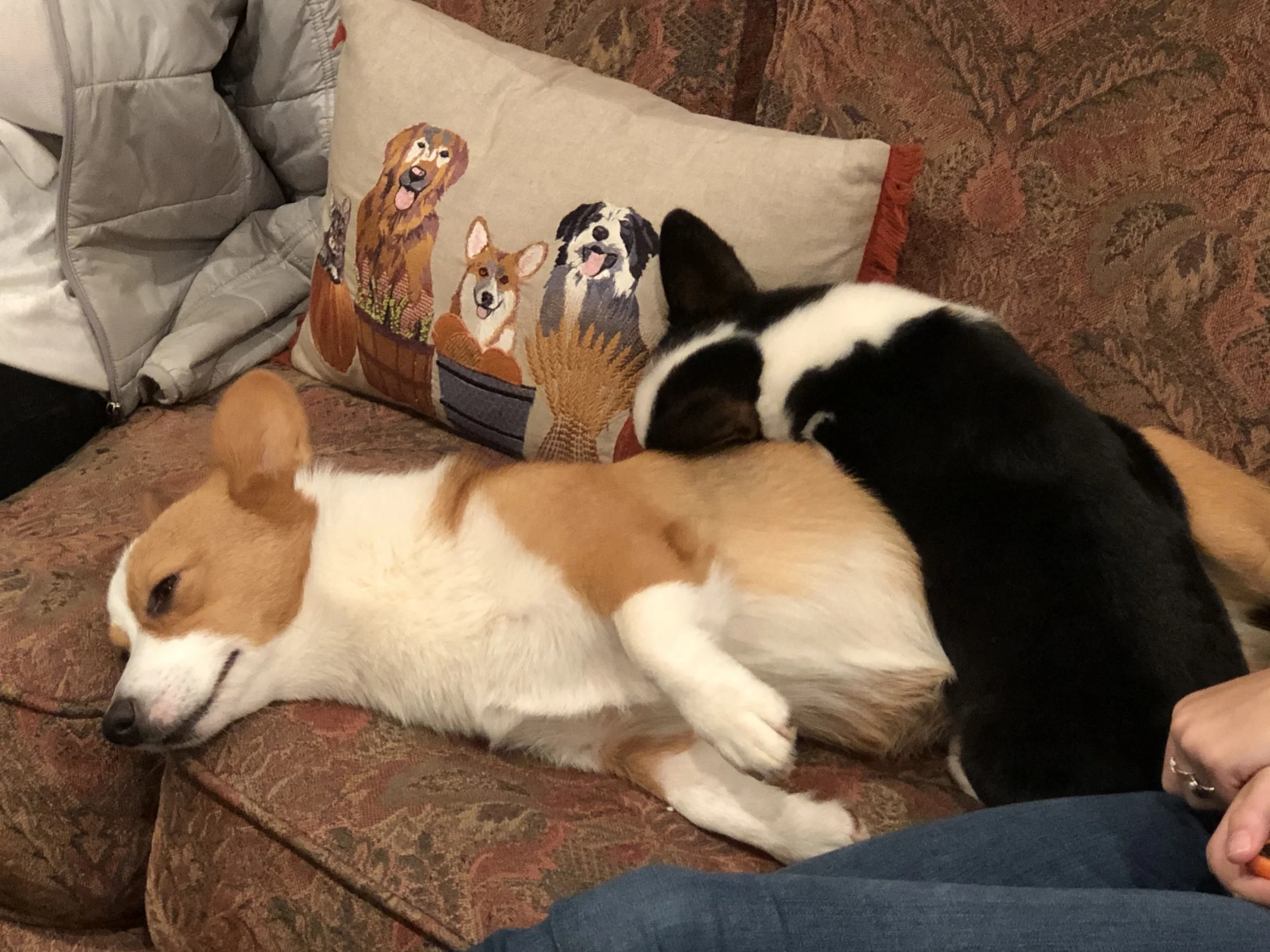 1019 Lucie Hattie.jpg