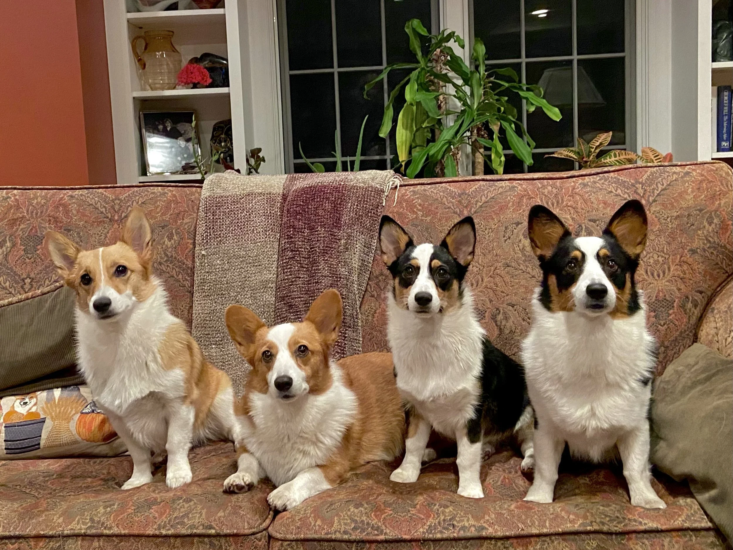 1122 Winnie Lucie Bobbie Hattie.jpg