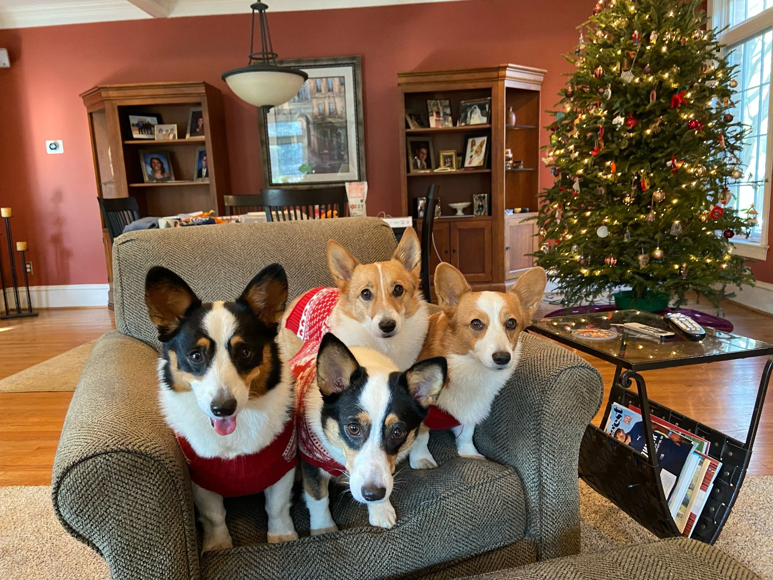 1223 Xmas 4 Dogs.jpg