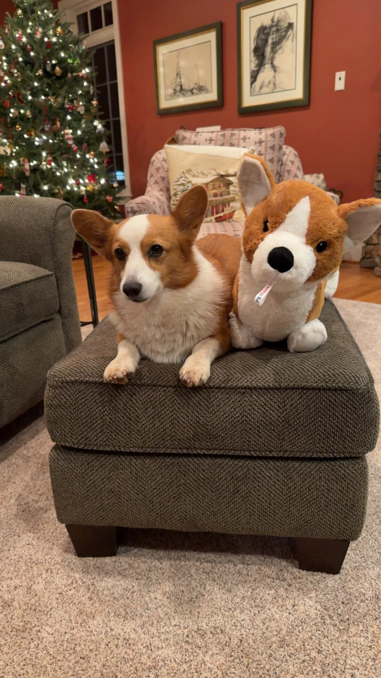 1225 Xmas Lucie Stuffed Corgi.jpg