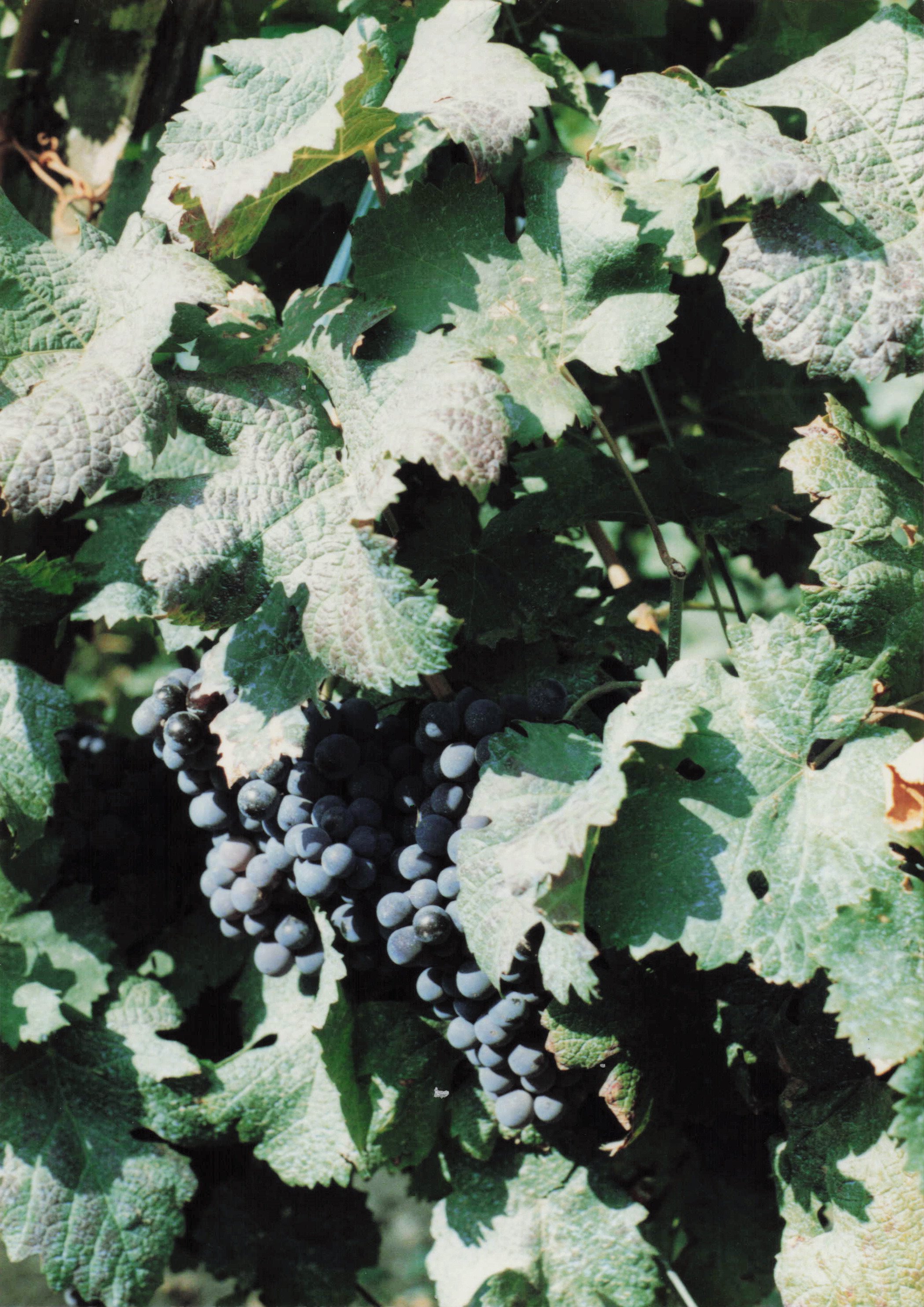 1989 Honeymoon_0099.jpg