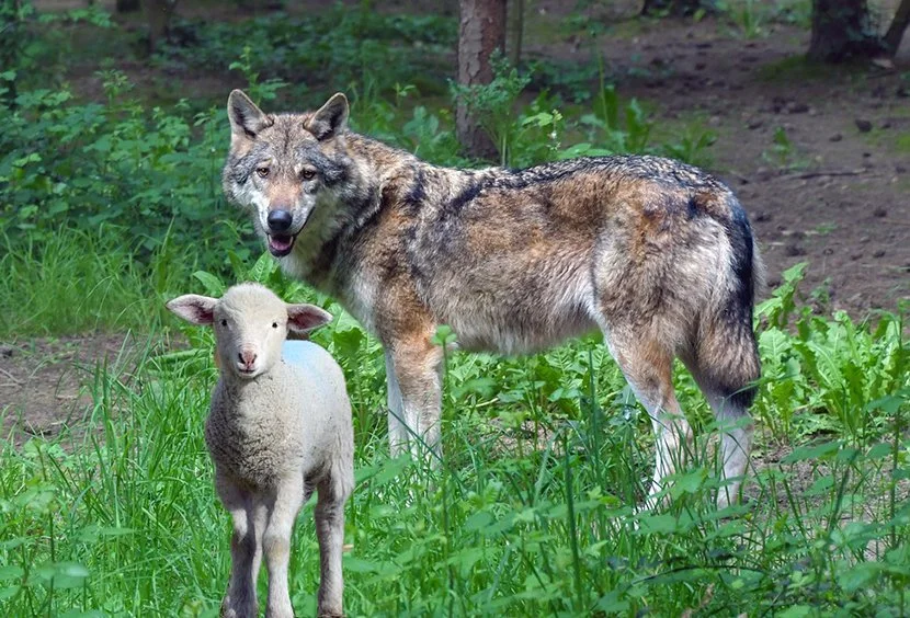 Luke 10111, 1620 Lambs Among Wolves — Holy Land In