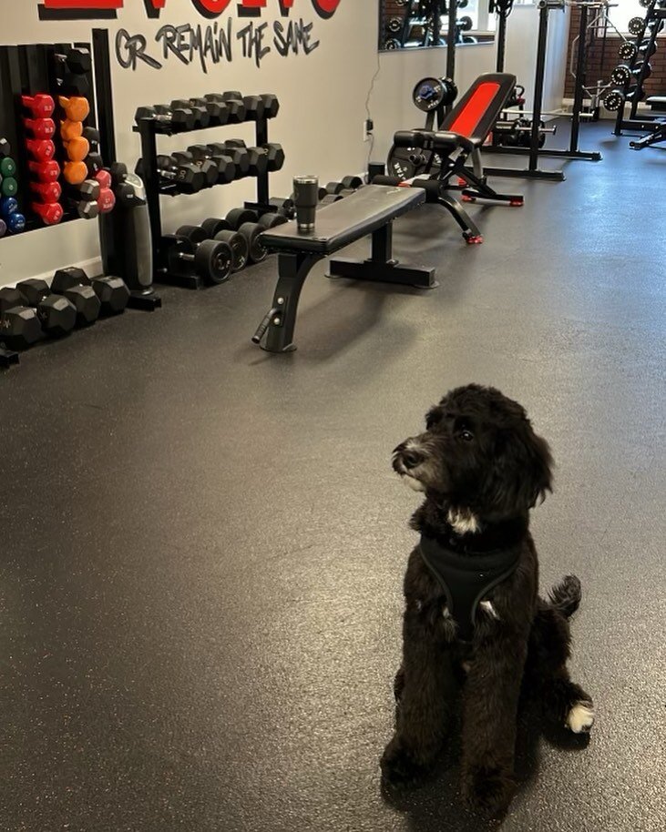 When the goodest boy of all comes to visit to watch mom and dad workout 🐶 @marysolimine @thewatchbossdave