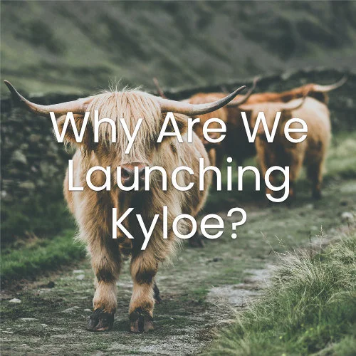 Why Are We Launching Kyloe?