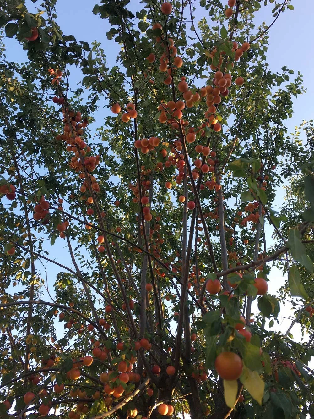 mirabelle tree outside of my bedroom window