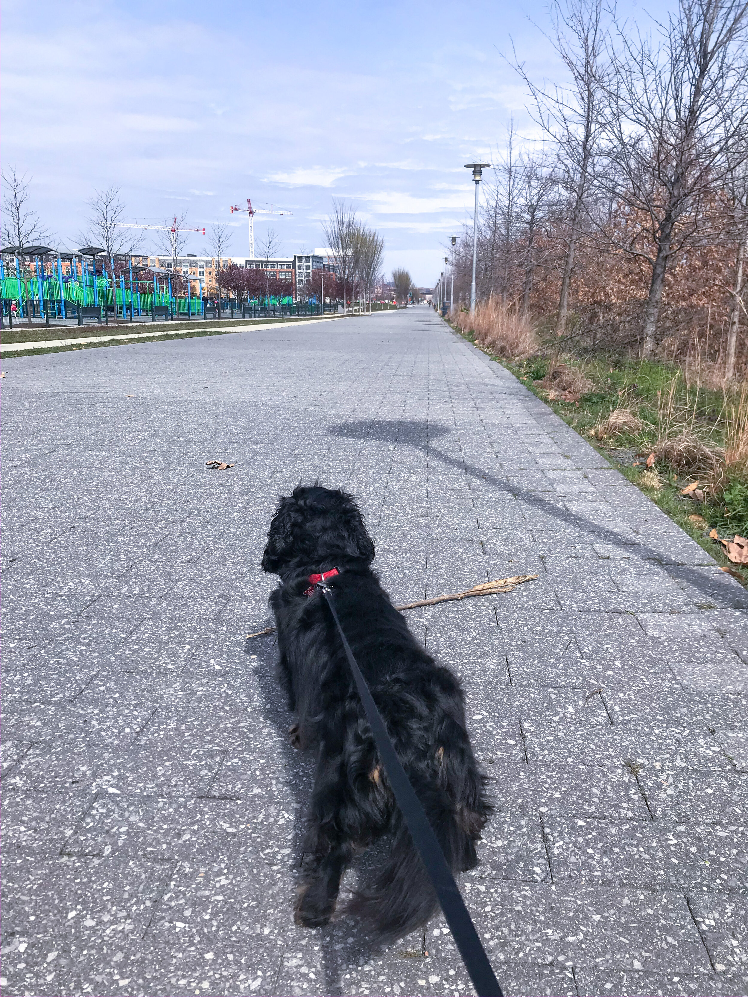 Dogging in the Time of Corona