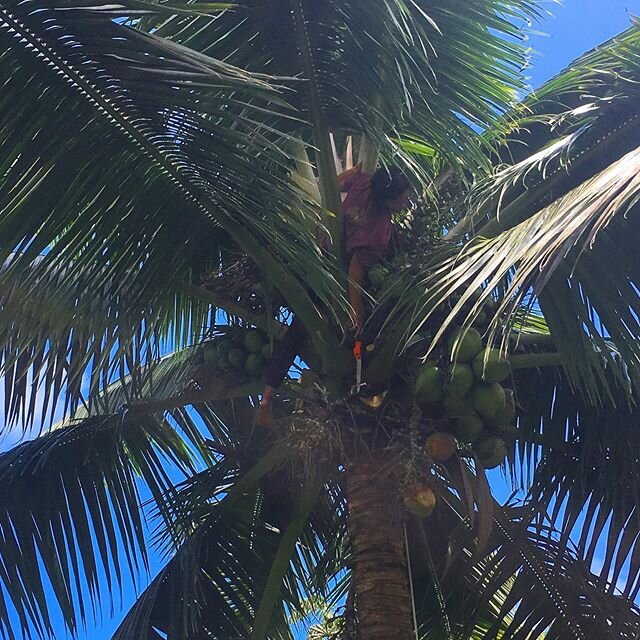 Omya harvesting cocos 😋🌴🥥