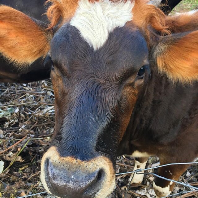 Our sweet little calf, Maple 🐮💗