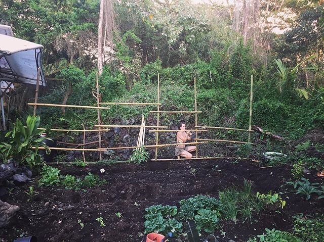 Food sovereignty or bust! We are having so much fun supporting this sweet little kitchen garden in productivity. Here&rsquo;s @_______isabel__ stringing up bamboo to make a trellis for beans 🌱