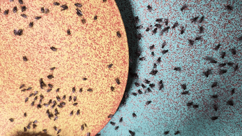 FLIES GIF.gif
