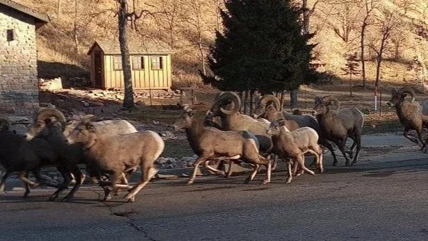 Retired SDGF&amp;P officer: Translocating bighorn sheep is the most expensive wildlife experiment in S.D history