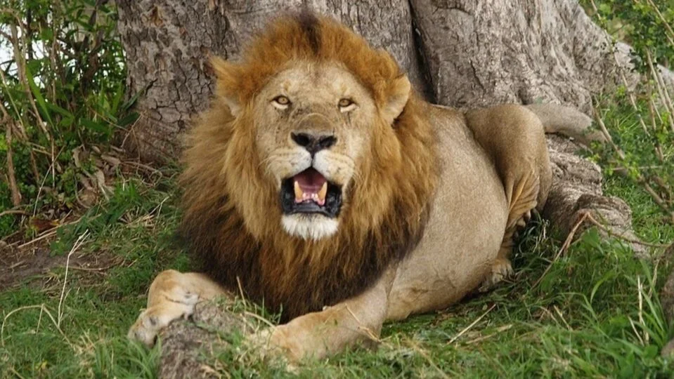 Nature magazine in ‘05: Move African wildlife to the American Plains. A cheeky Linda M. Hasselstrom responded