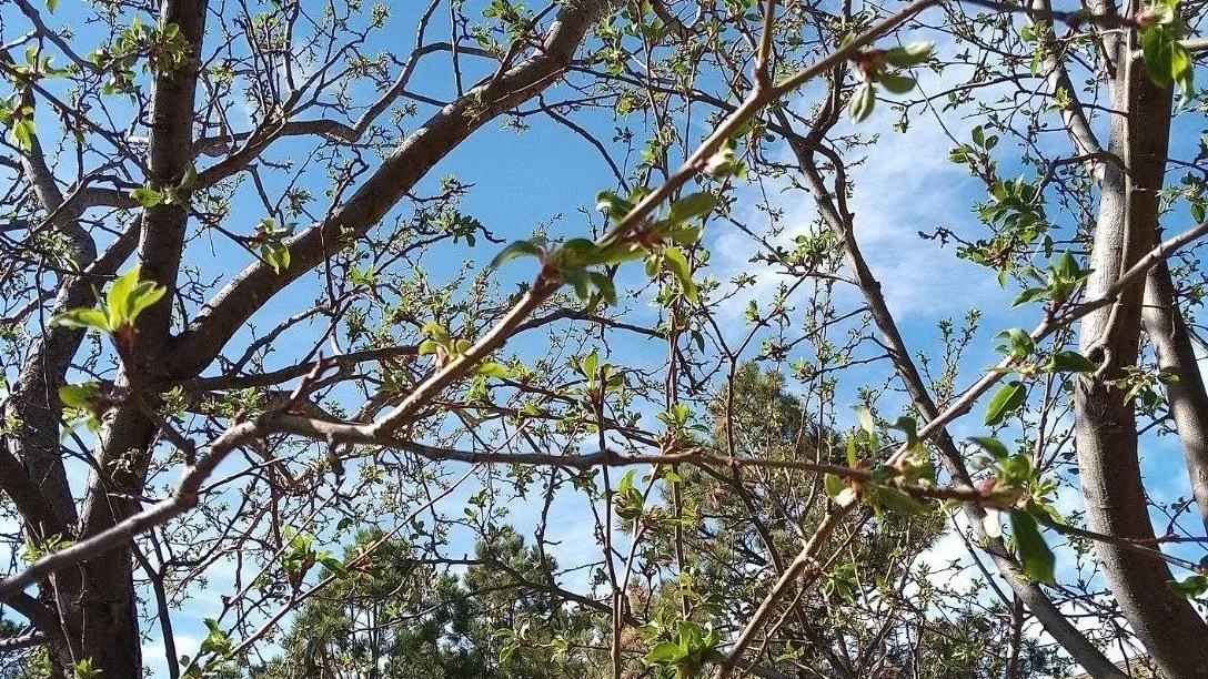 Spring has sprung. Nature awakens and all things seems possible. Let’s all celebrate in praise of the season