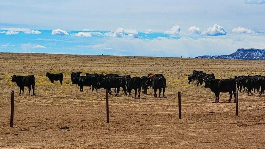 Trump plan to import ground beef is more about baloney than beef