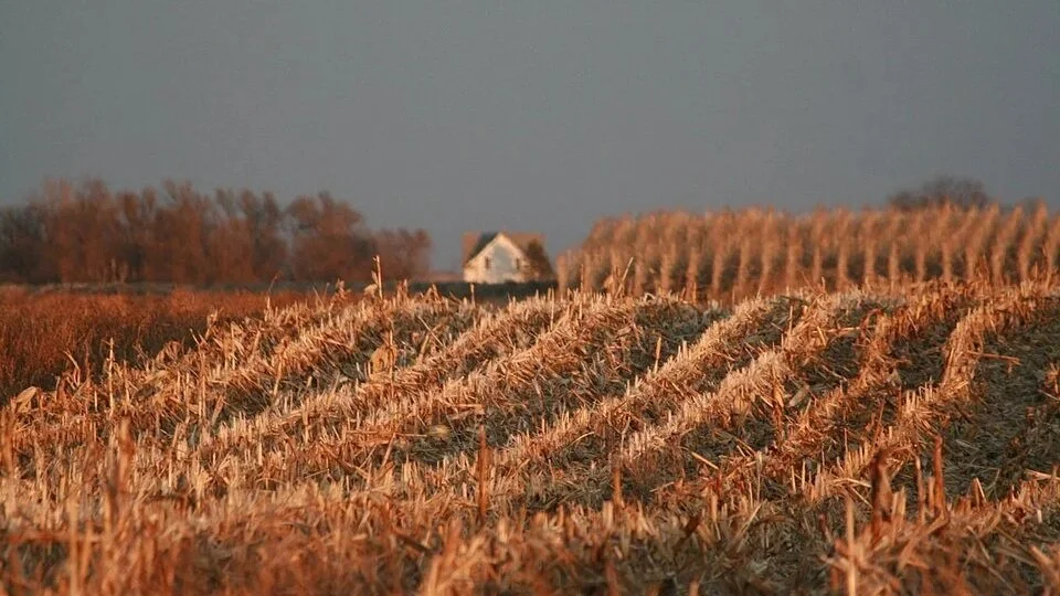 Grain and soybean prices move higher as war slows shipping in Black Sea