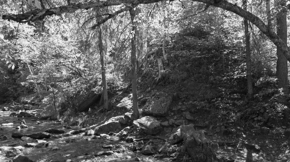 Reconstructing Hwy 85 will destabilize forest’s delicate balances