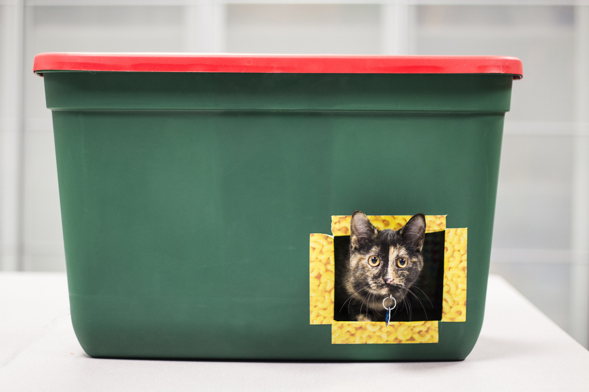 Providing shelter and warmth to outdoor cats in the winter — Noah's Ark  Animal Clinic