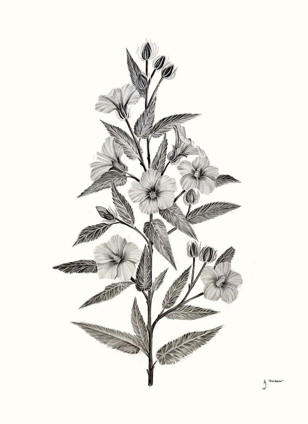 KAYLA ANLEY PIECE 1 ROSE MALLOW - Kayla A..JPG