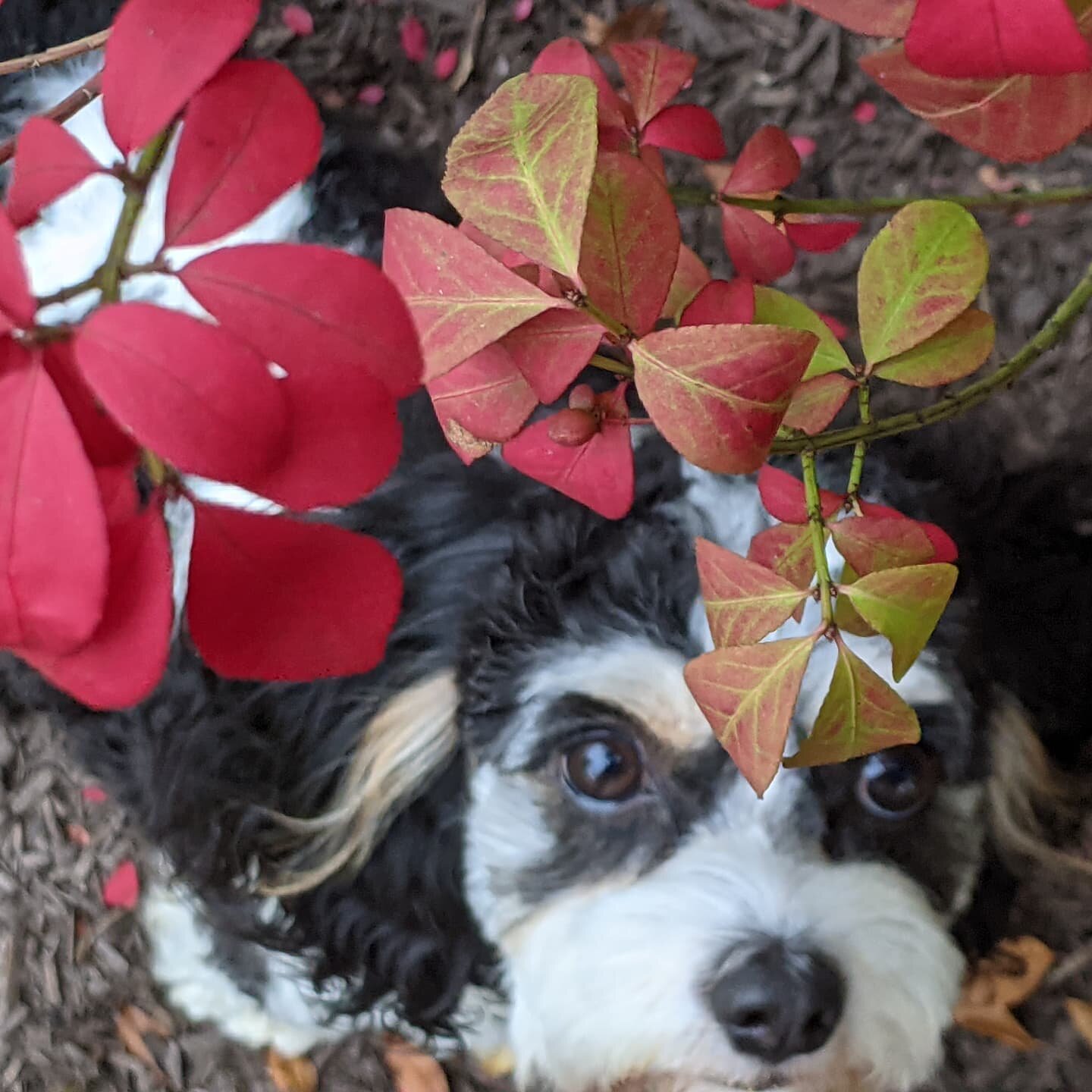 Fall has arrived and the air this morning is sweet and decidedly chilly! Hastings helped me inspect some of the early fall color 🍁 He thought some of it looked fairly edible 😂