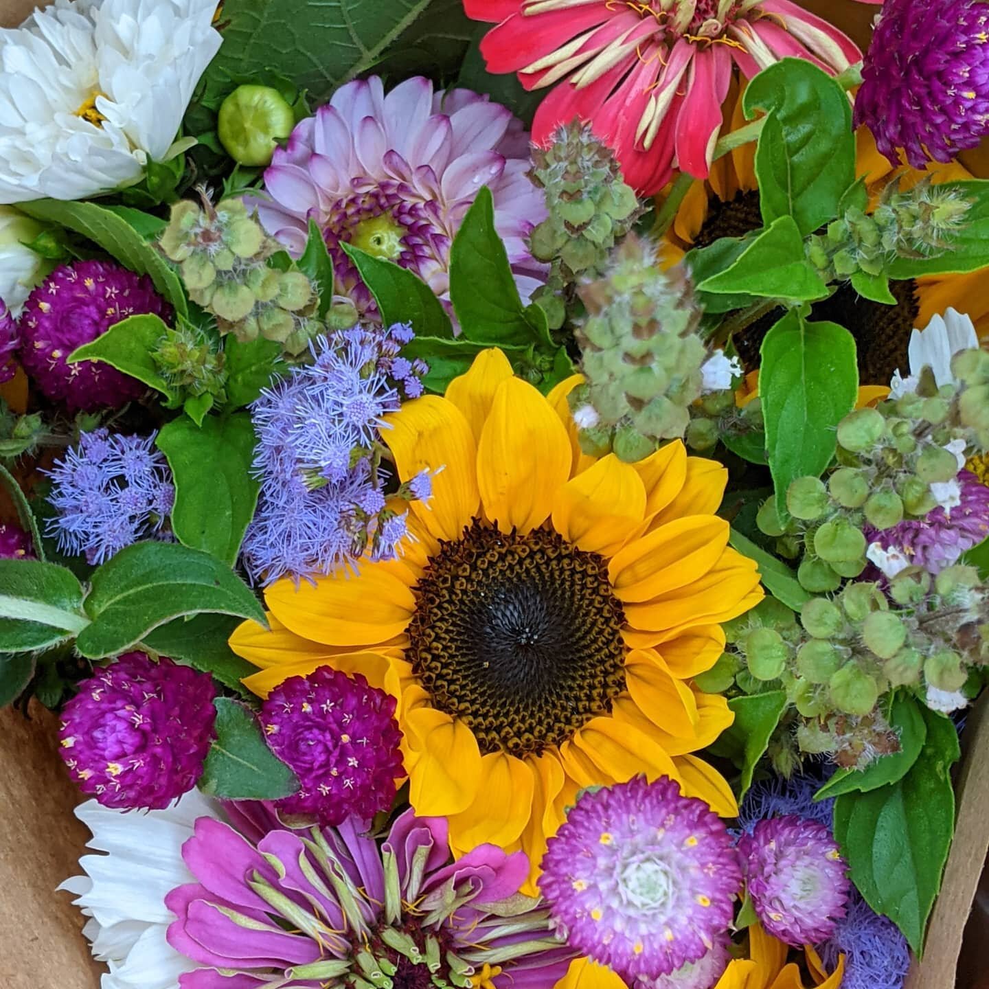 Thank you 🙏 Lord for beautiful late summer flowers and long sunny days to enjoy them. Before the snow flies! ❄️#summerflowers
#lettersfromfoxglovefarm #farmhouselove #blessings #beautifulflowers