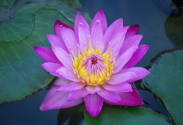 blue-lotus-flower_1373-20.jpg
