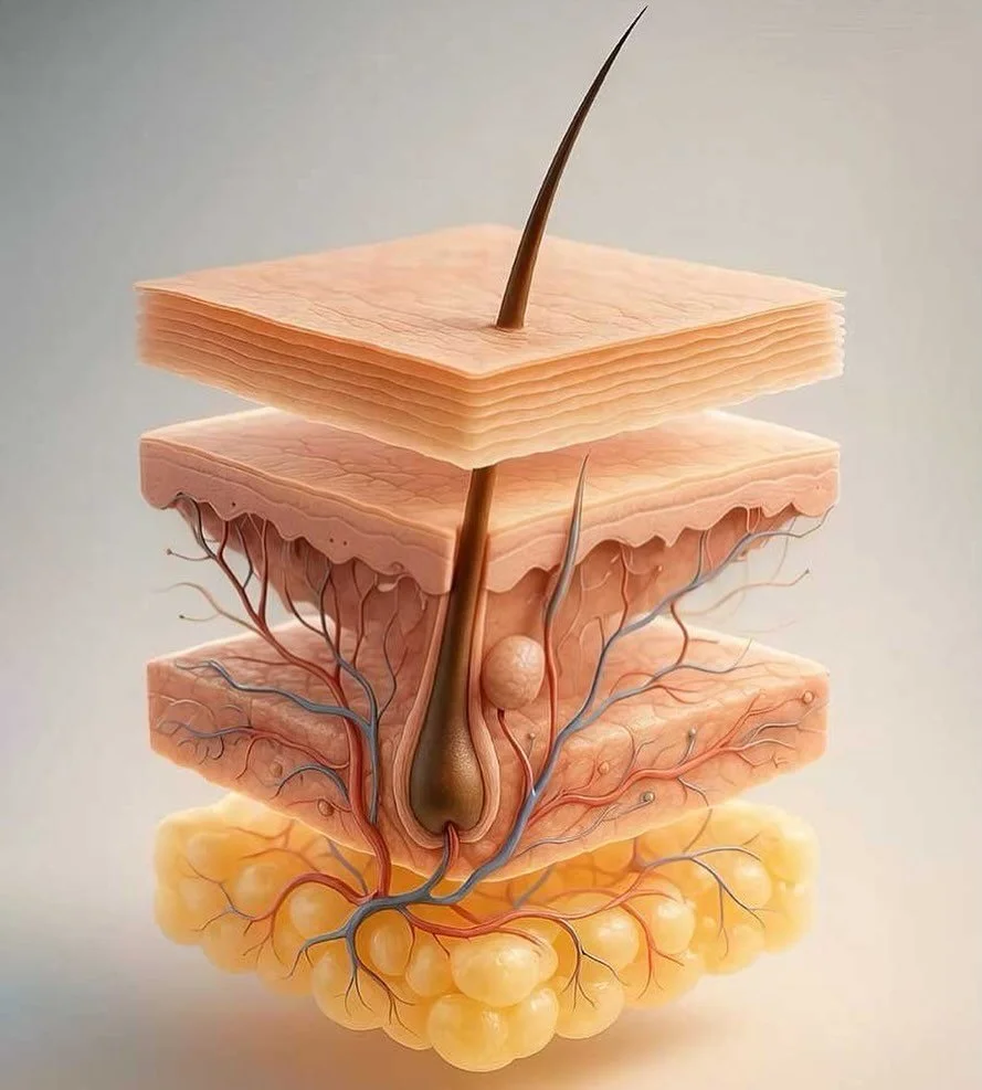 Your skin is beautifully complex.
Each layer plays an important role in keeping it healthy, strong, and radiant.

Epidermis &ndash; the outer protective layer.
This is your skin barrier, responsible for hydration, protection, and overall skin tone.

