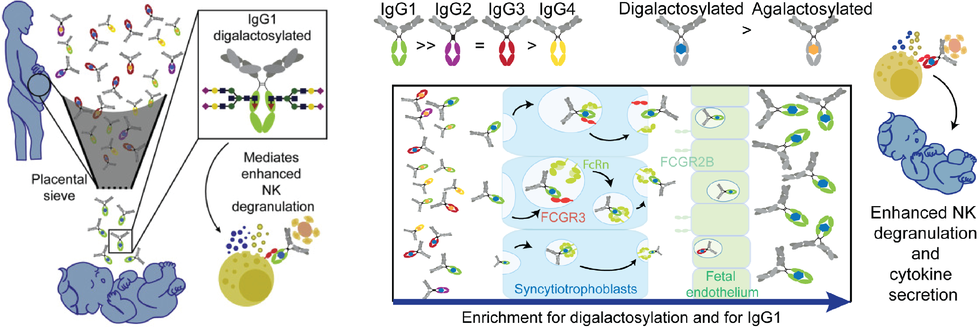 New paper in Cell