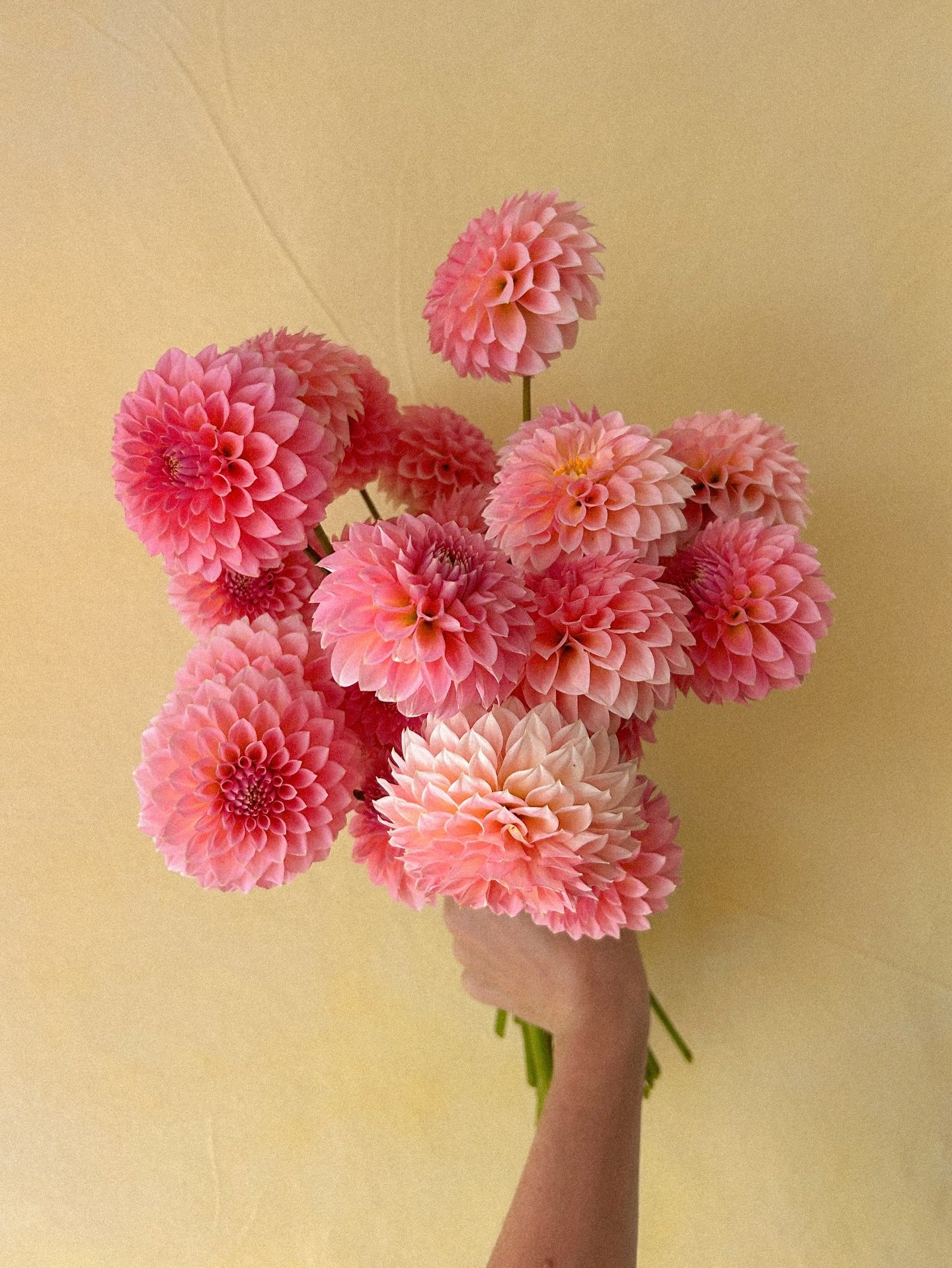 The world seems to be going up in flames, but here, enjoy this handful of heaven. ✨

Seriously though, it&rsquo;s all a bit overwhelming at the moment and while pretty things and art may seem irrelevant or even irreverent in the face of so much suffe