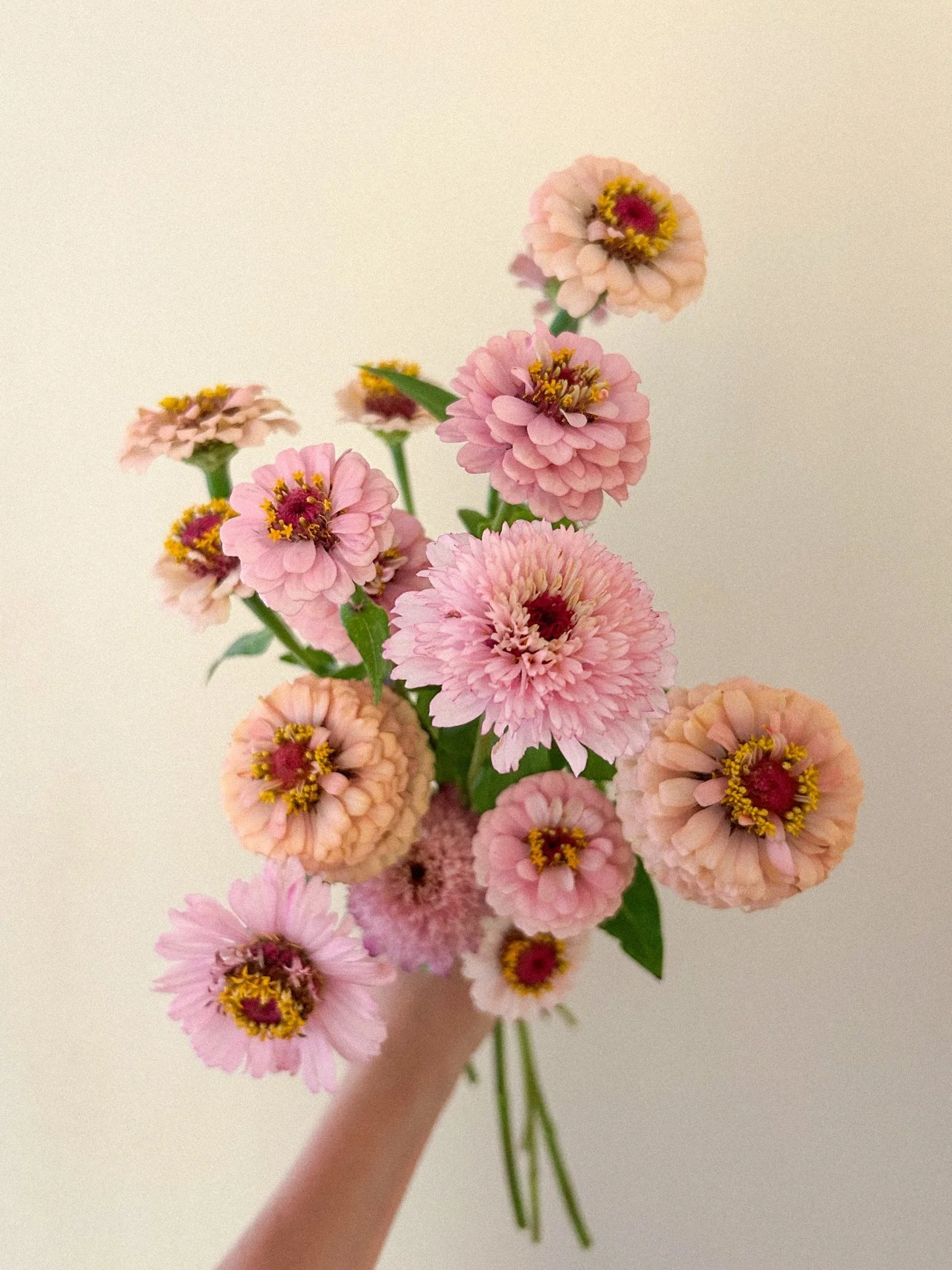 The dreamiest zinnias grown by @hillviewflowers 😍