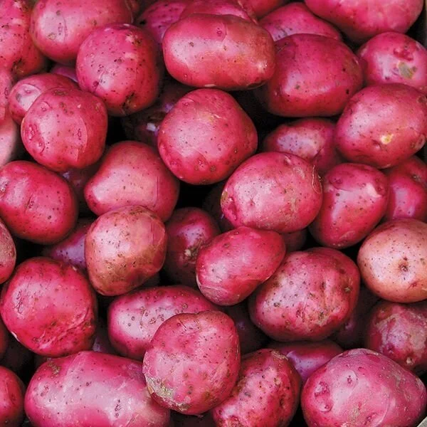 red+potato.jpg