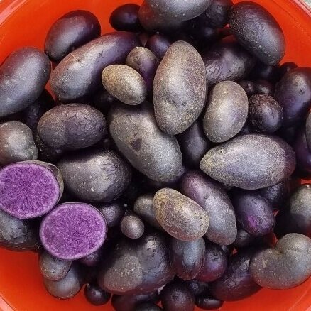 PurplePots.jpg