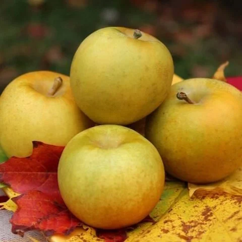 Apples - Hudson's Gold Gem